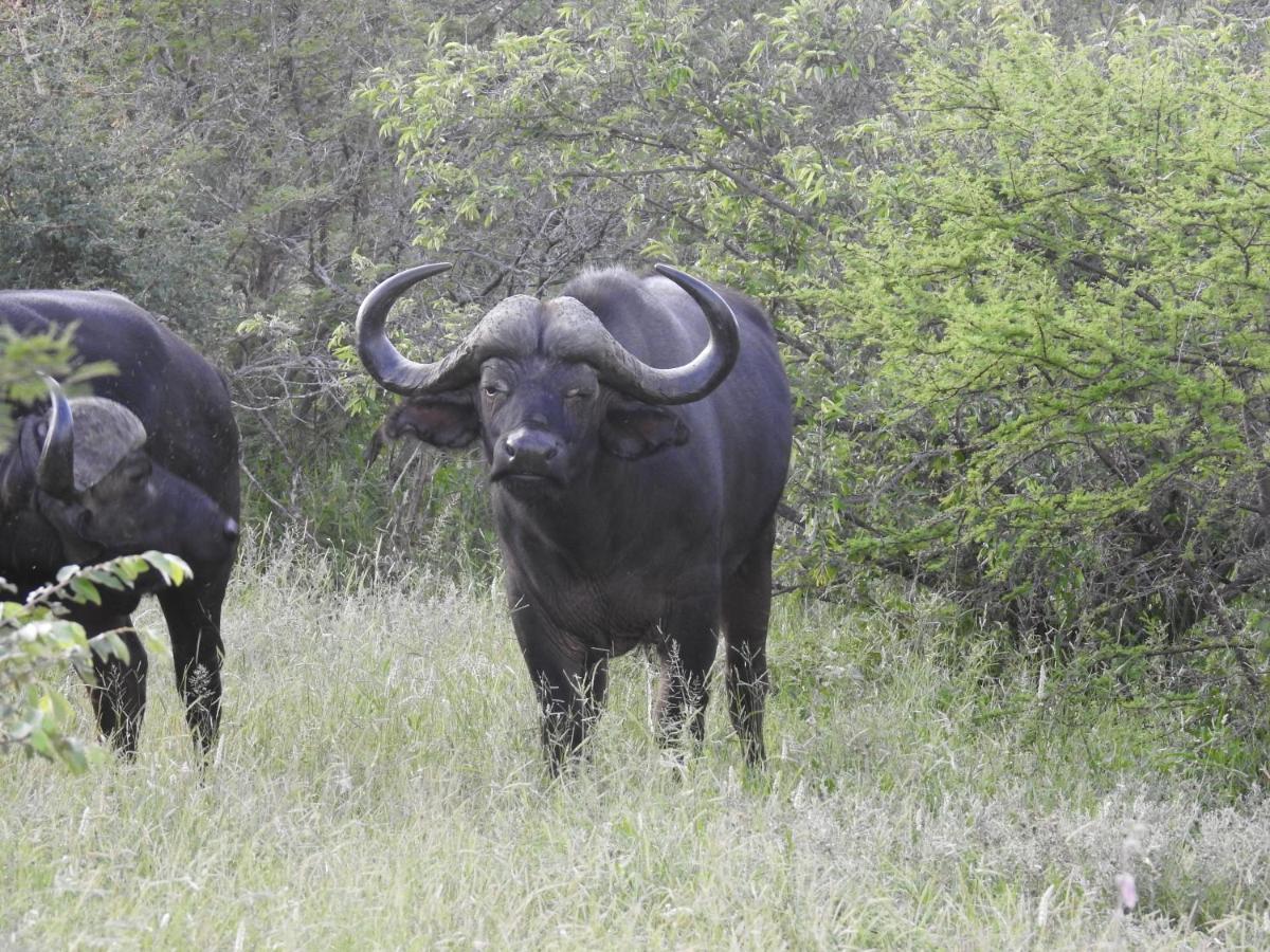 African Dream Tour Ходспруит Екстериор снимка
