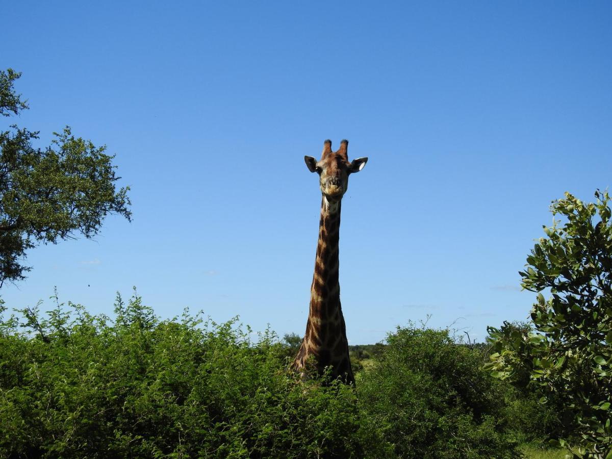 African Dream Tour Ходспруит Екстериор снимка