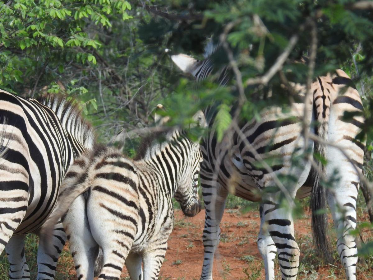 African Dream Tour Ходспруит Екстериор снимка