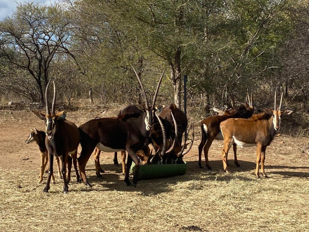 African Dream Tour Ходспруит Екстериор снимка