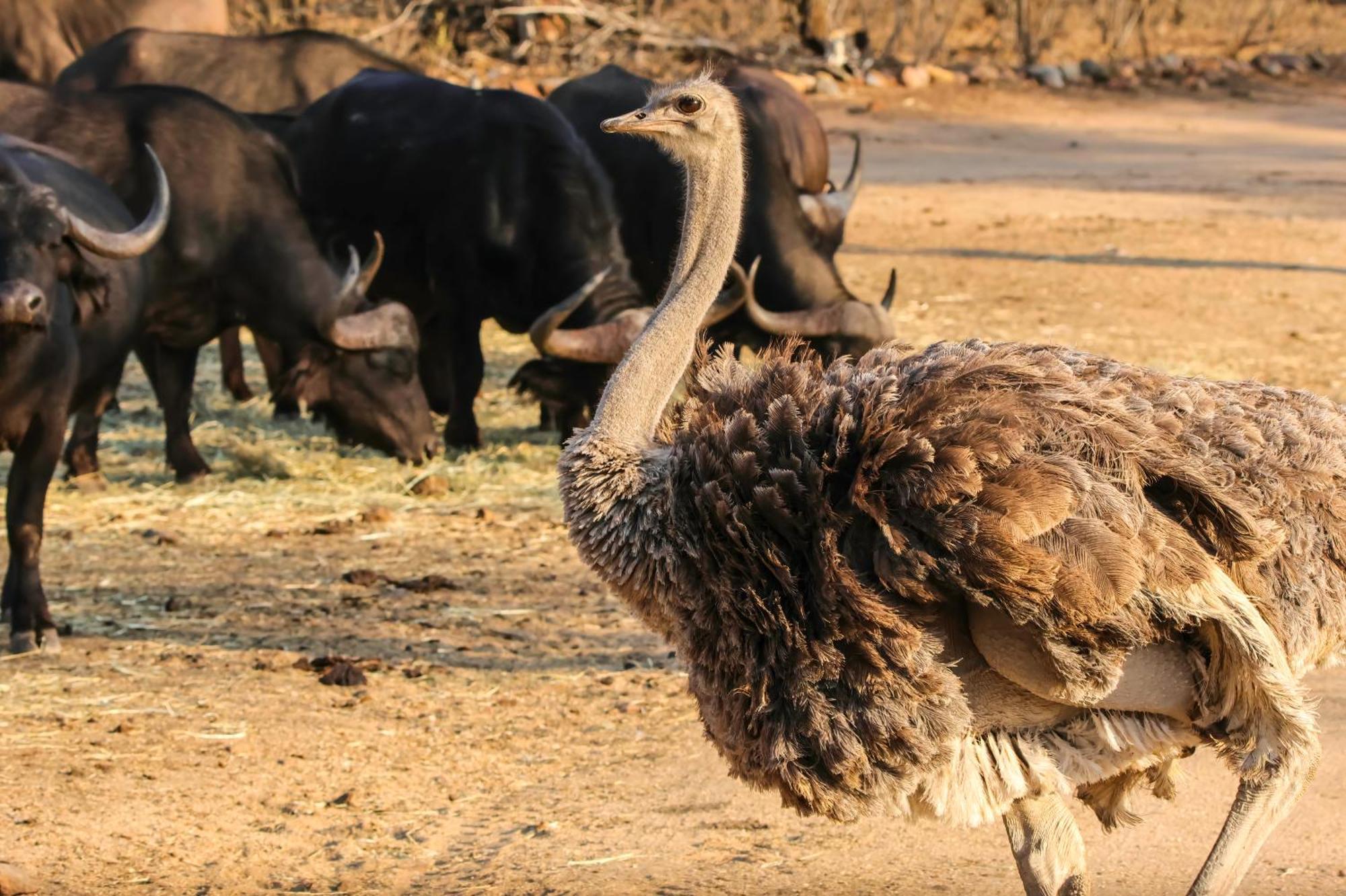 African Dream Tour Ходспруит Екстериор снимка